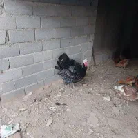 مرغ محلی با خروس و بقلمون