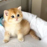 گربه بریتیش خالص (پت شا‌پ نیستم)