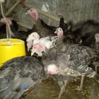 جوجه بوقلمون|حیوانات مزرعه|نیشابور, فضل|دیوار