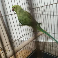 یک عدد ملنگو|پرنده|صائین قلعه, |دیوار