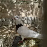 کبوتر سرحال