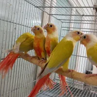 گرینچیک ردچیک طوطی گرین چیک رد چیک پاید فالو|پرنده|بجنورد, |دیوار