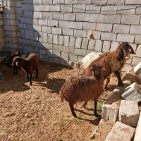 میش بره هاش