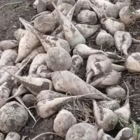 چغندرشیرین