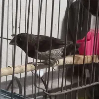 جفت بنگالی باتخم همراه قفس|پرنده|تبریز, |دیوار