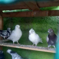 جوجه کفتر گرو|پرنده|ماهدشت, |دیوار