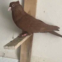 سرخ کاکلی کرمونی