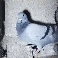 کبوتر پلاکی