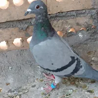 کبوتر سبز ماده|پرنده|تربت جام, معدآباد|دیوار