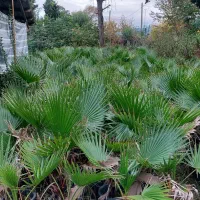 پالم واشنگتن سطل ۱۲|گل و گیاه طبیعی|چابکسر, |دیوار