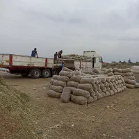 خرید و فروش ذرت علوفه ای و بسته بندی به قیمت مناسب|حیوانات مزرعه|فاضل آباد, |دیوار