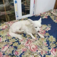 سگ پا کوتاه|سگ|لنگرود, |دیوار