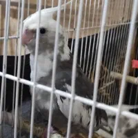 عروس هلندی نژاد ابلق آلبینو|پرنده|مشهد, ادیب نیشابوری (شهرک غرب)|دیوار