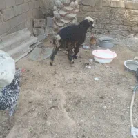 بره ماده|حیوانات مزرعه|آبپخش, |دیوار