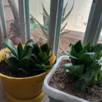 گل های شاداب و زیبا|گل و گیاه طبیعی|شیراز, رکن‌آباد|دیوار