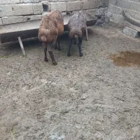 دوگوسفندافشارخشک چاق داشتی جوان