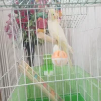 عروس هلندی با قفس نو طرح خانه چینی