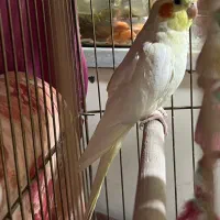 عروسهلندی نر|پرنده|گلستان (تهران), |دیوار