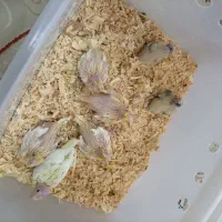 جوجه عروس هلندی سرلاکی نژاد سخنگو