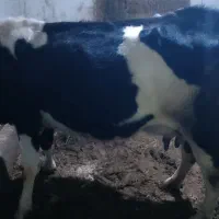 گاو شیری|حیوانات مزرعه|زنجانرود, |دیوار