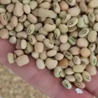 لوبیا آشی برداشت امسال