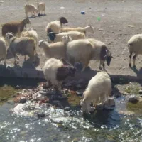 بز کره نری داشتی