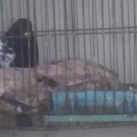 کبوتر