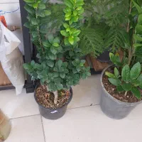 گلهای آپارتمانی|گل و گیاه طبیعی|کرمانشاه, |دیوار