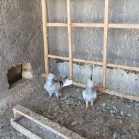 یه جفت کبود دم سفید نرو ماده