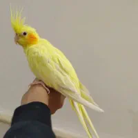 عروس هلندی لوتینو