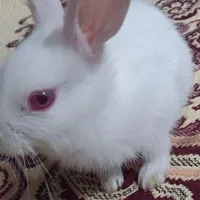 خرگوش