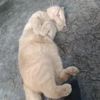 اسکاتیش نر|گربه|تهران, باشگاه نفت|دیوار