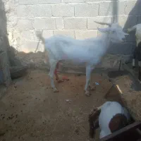 بز دورگ کنگان پرک|حیوانات مزرعه|سیراف, |دیوار