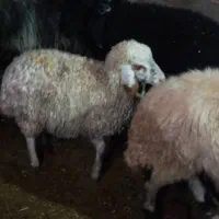 گوسفند|حیوانات مزرعه|لالی, |دیوار