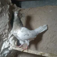 کله هفت رنگ فروشی
