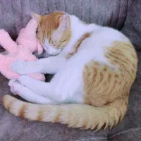 واگذاری گربه رایگان