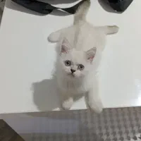 بریتیش آلفا سفید چشم آبی|گربه|کرمانشاه, |دیوار