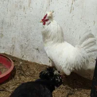 مرغ و خروس سلطان-عثمانی