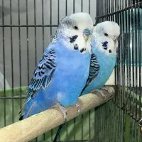 جفت مرغ عشق انگلیسی مولد(دم تخم)