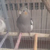 جوجه عروس هلندی