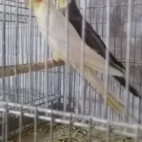 عروس هلندی مولد|پرنده|خمینیشهر, |دیوار