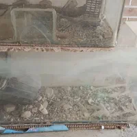 ۲عدد آکواریوم