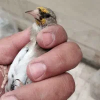 سهره دورگ کرمونی|پرنده|ری, شهید غیوری (ابن باویه)|دیوار