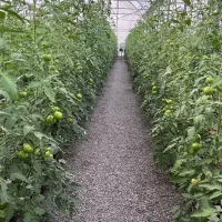 کارگر برای گلخانه