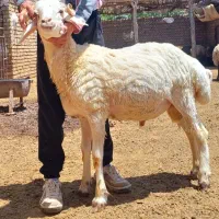 میش.بره نرو ماده|حیوانات مزرعه|زرندیه, |دیوار