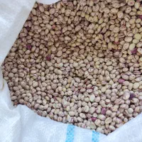 لوبیا چیتی|حراج|کازرون, |دیوار