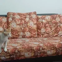 مبل|مبلمان خانگی و میز عسلی|رشت, باهنر|دیوار