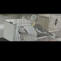 جفت عروس هلندی بالغ|پرنده|هشتگرد, فاز ۳ مهستان|دیوار