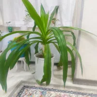 گل ذرتی با گلدون بزرگ نه ساله چن تا پا جوش هم داره