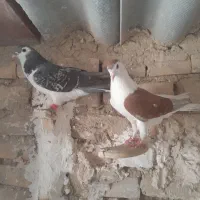 ساده  دم مگسی نرماده چپ|پرنده|گلبهار, شهر جدید گلبهار|دیوار